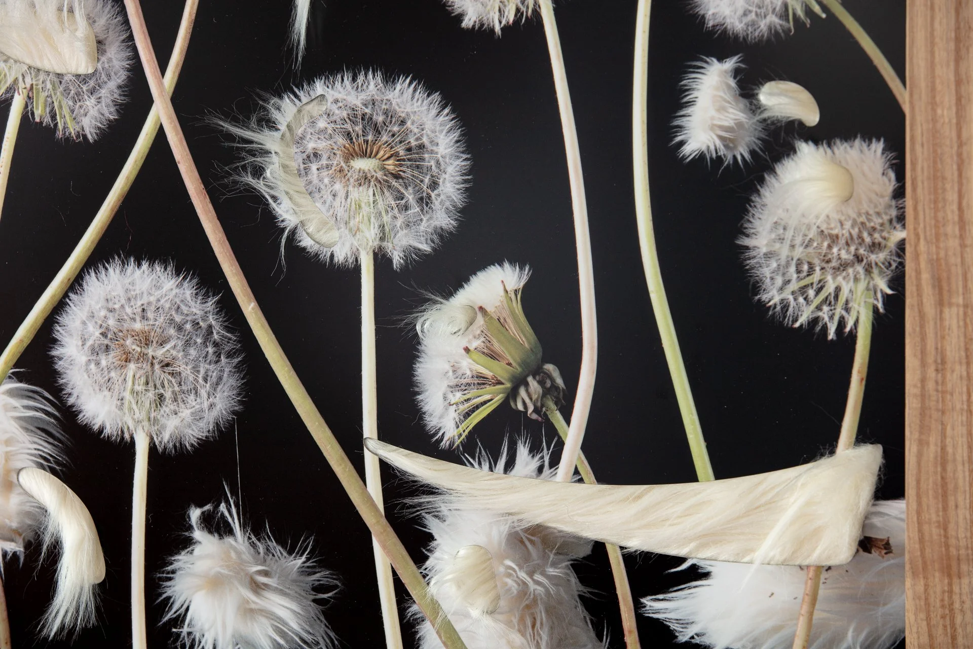 Dandelions (detail), ; dye sublimation on aluminum print with faux fur, 16" x 20," 2026