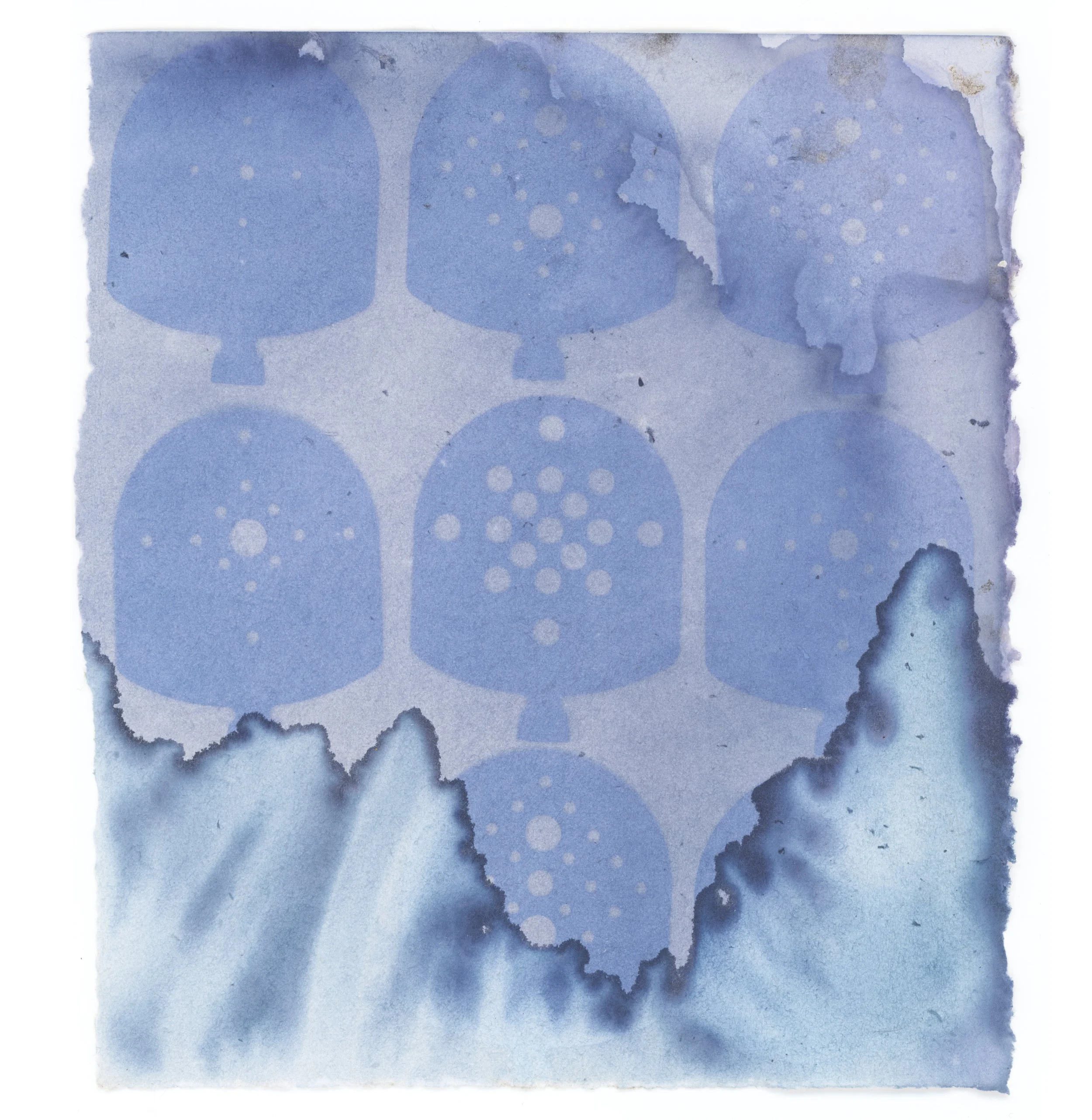 Red Cabbage Anthotype after Rain, 2026
