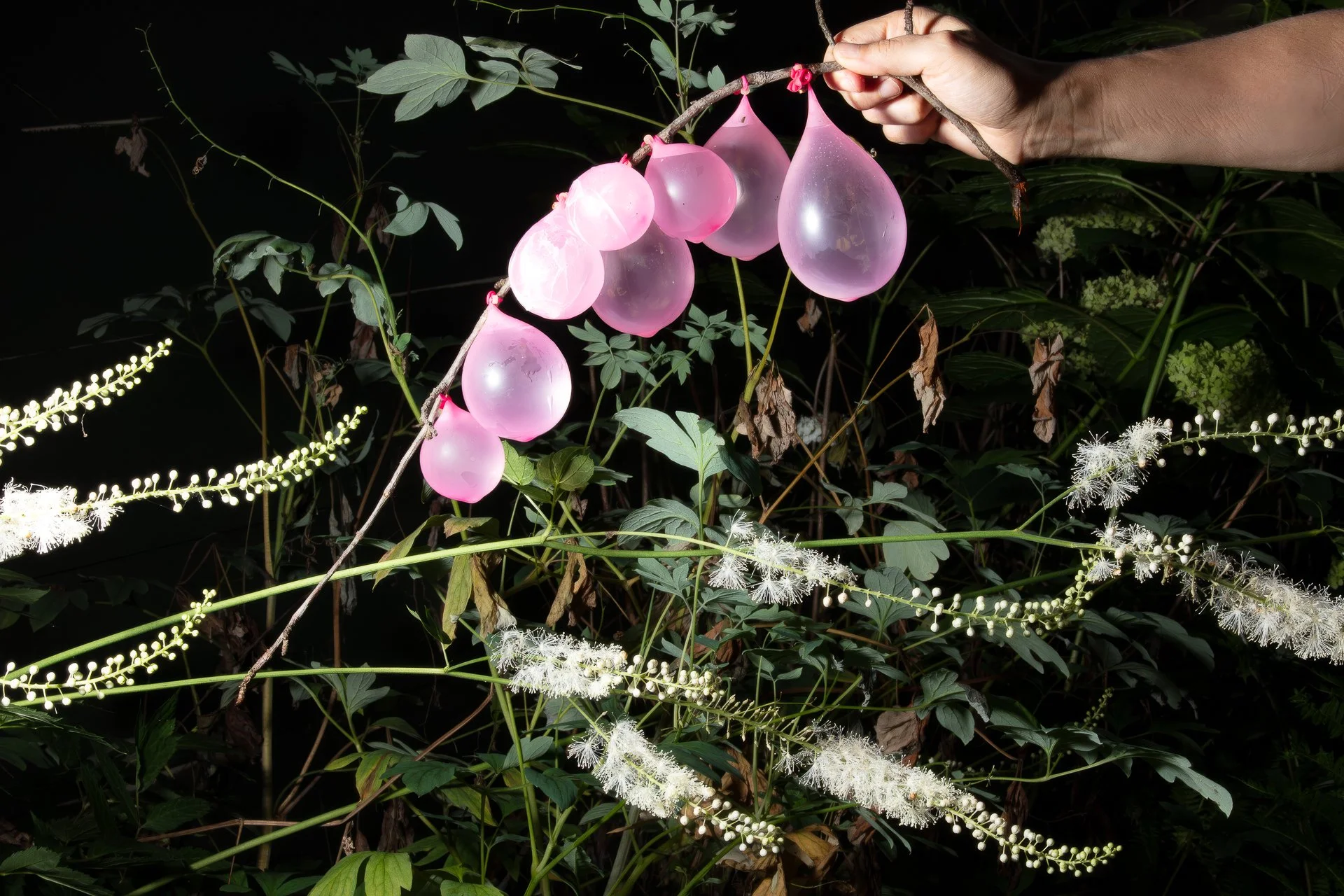 July Garden, archival inkjet print, 20" x 30," 2026
