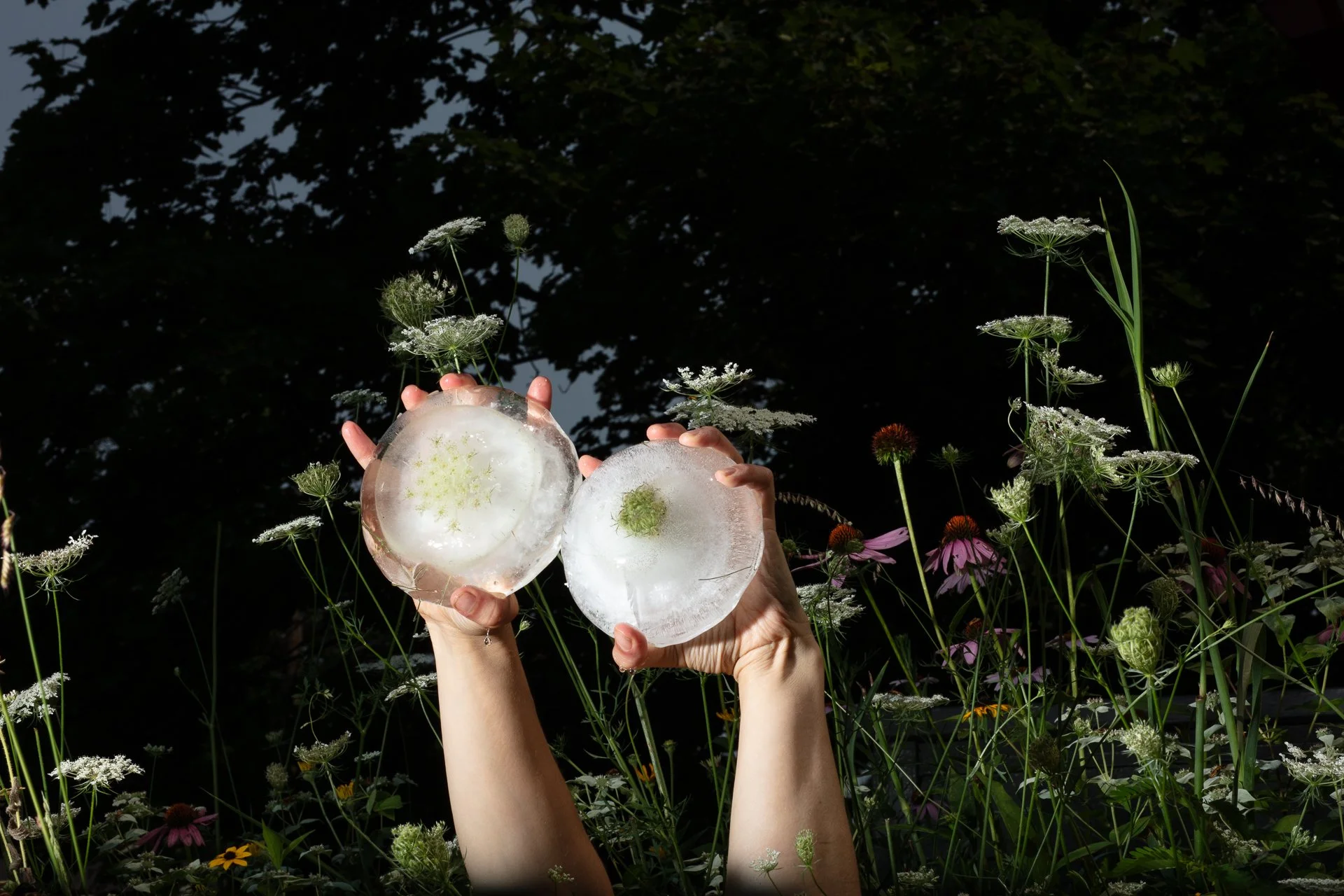 August Garden, archival inkjet print/photo tex ,20" x 30," 2026