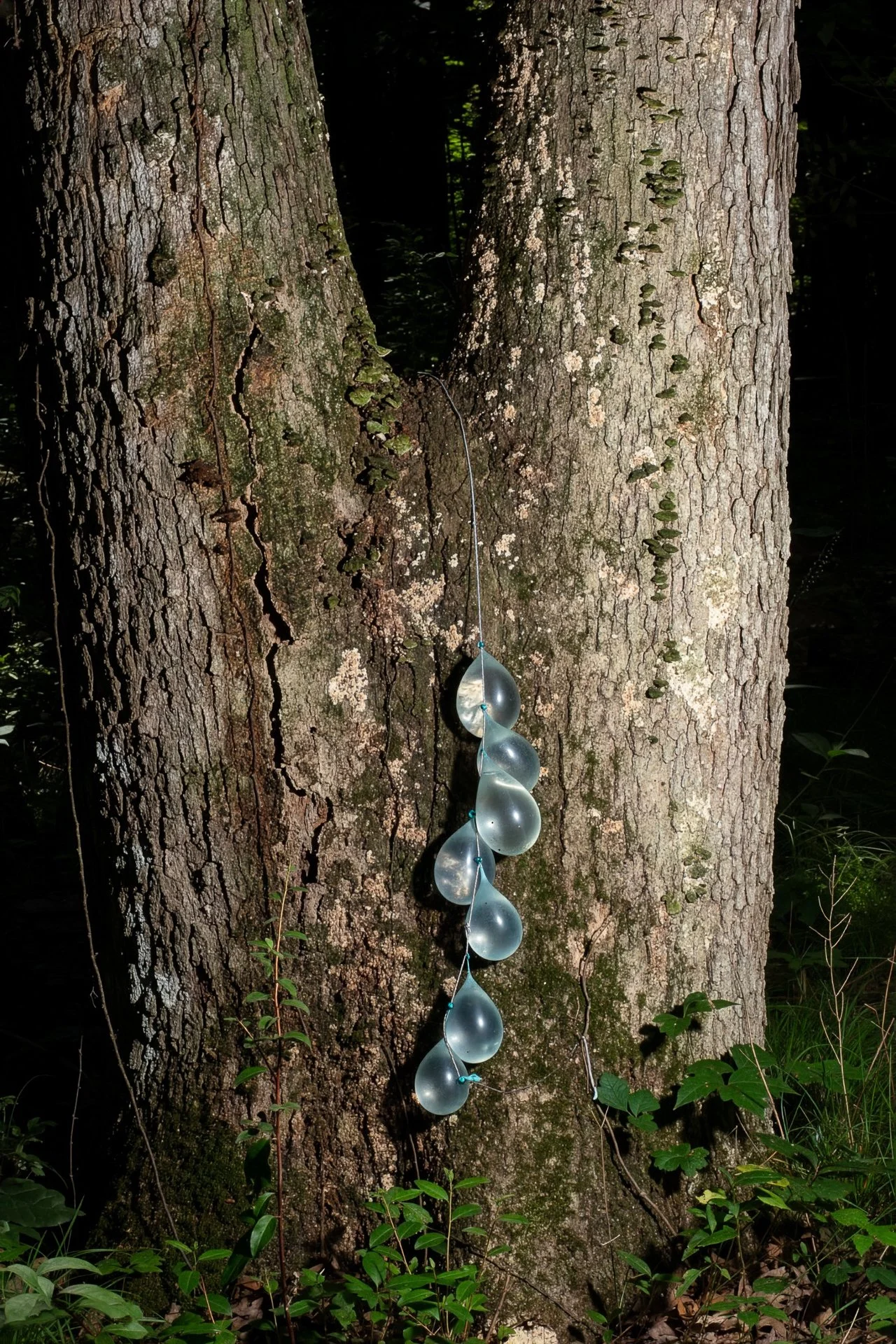 Dexter Dewdrops, archival inkjet print/photo tex, 20" x 30," 2026 