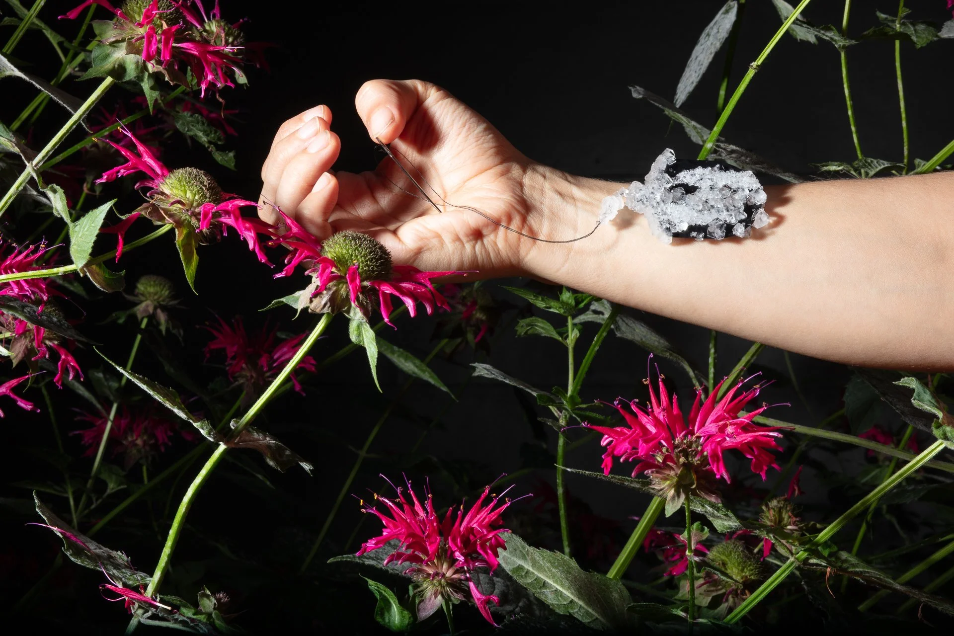 Needle in the Bee Balm, archival inkjet print/photo tex, 20" x 30," 2026