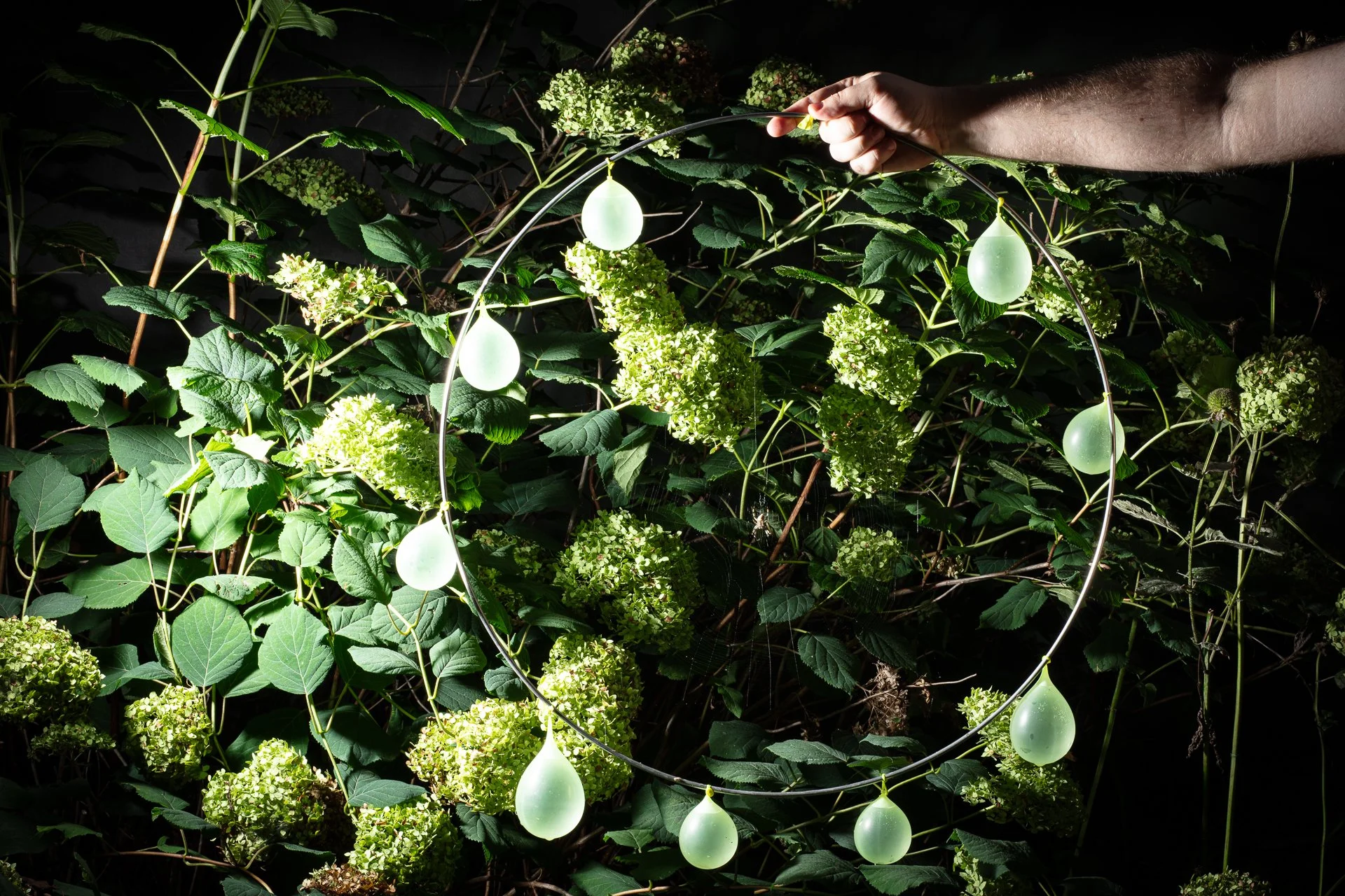 September Garden, Web,  archival inkjet print, 20" x 30," 2026
