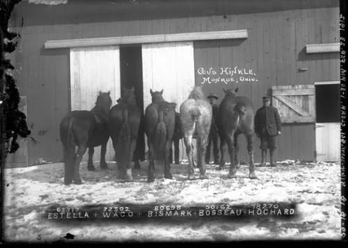 gus hinkles horses.jpg