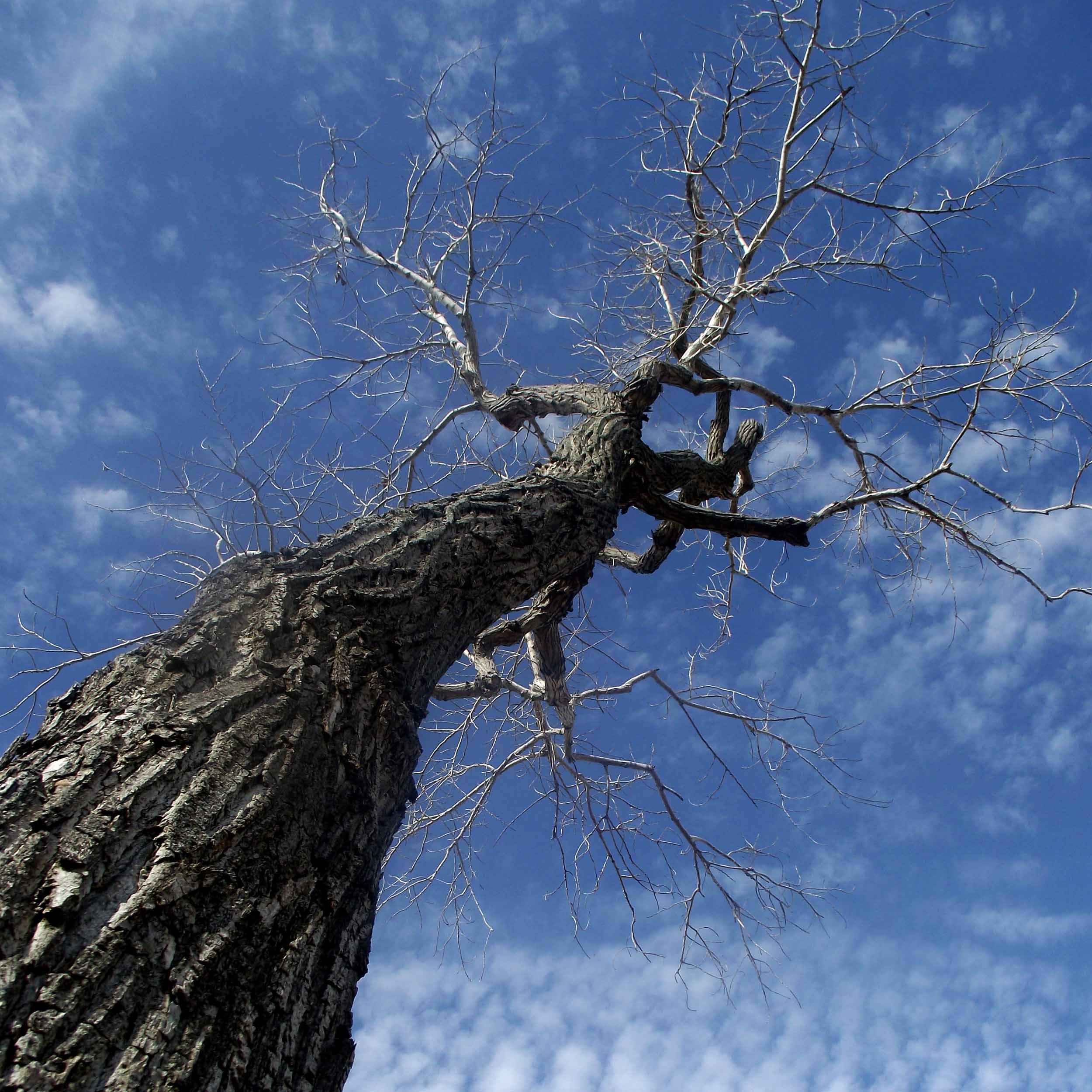 Skinny branches — Amy J Schultz