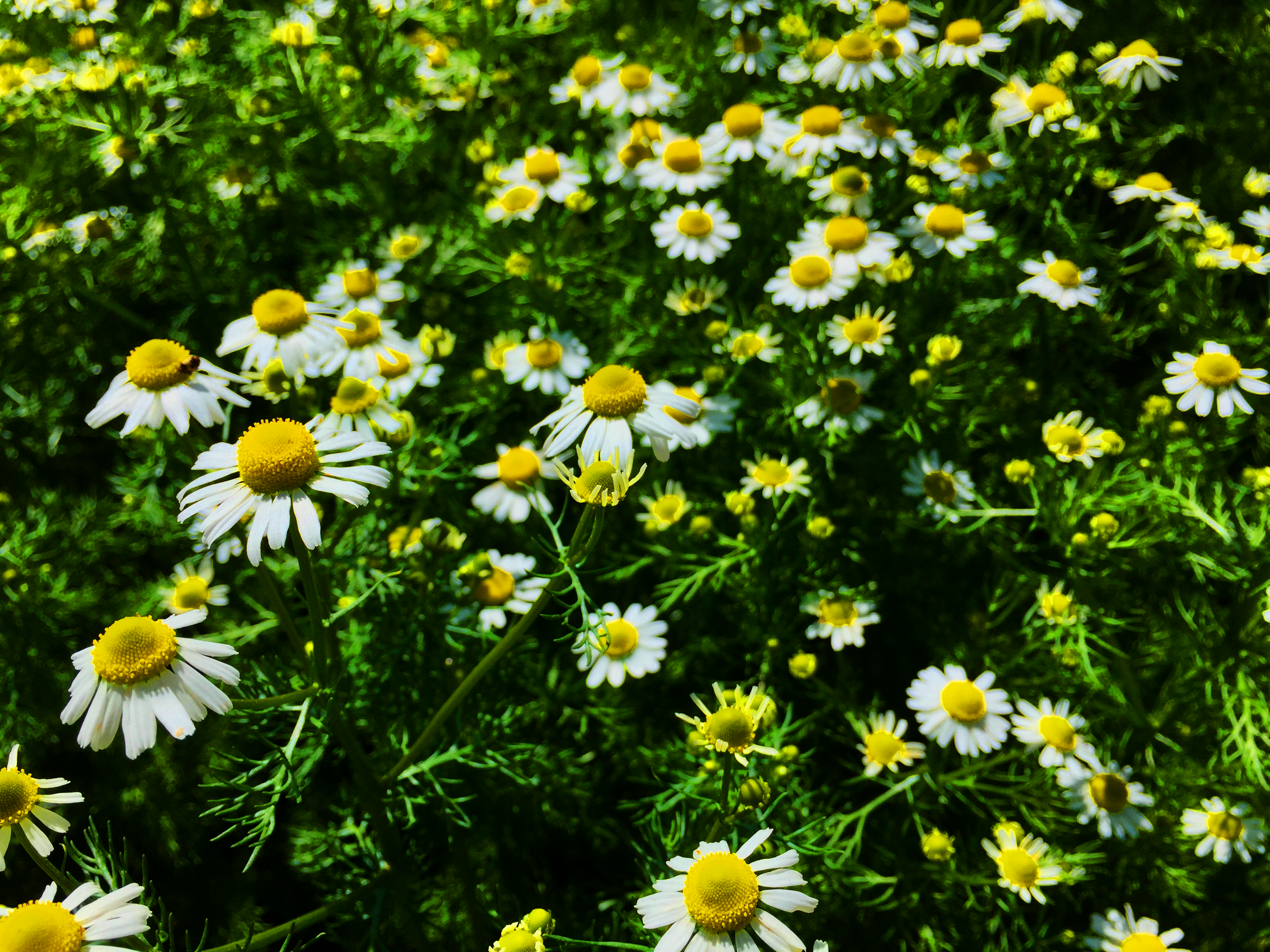 chamomile photo.png