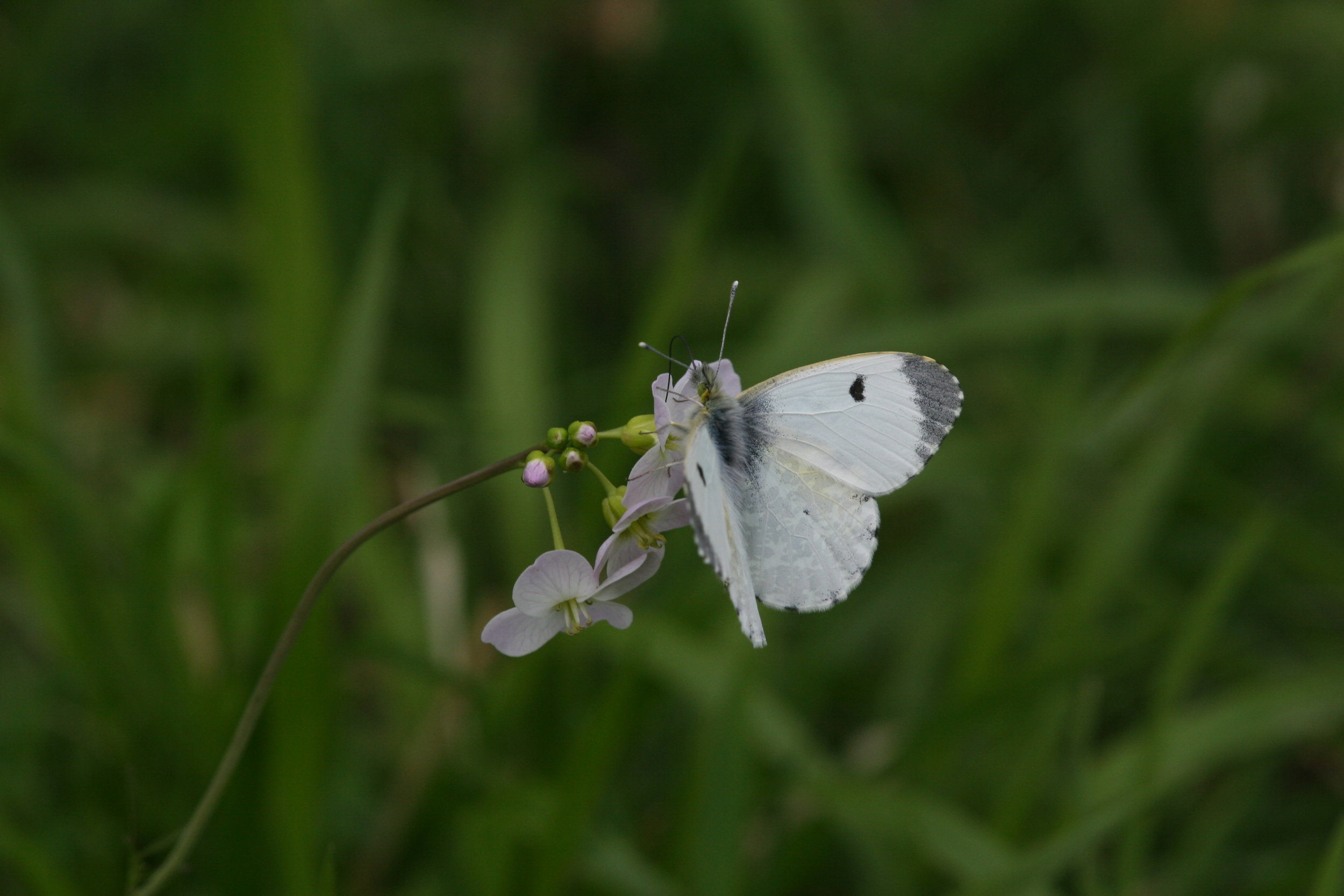 Orange Tip Female (Cogberry)