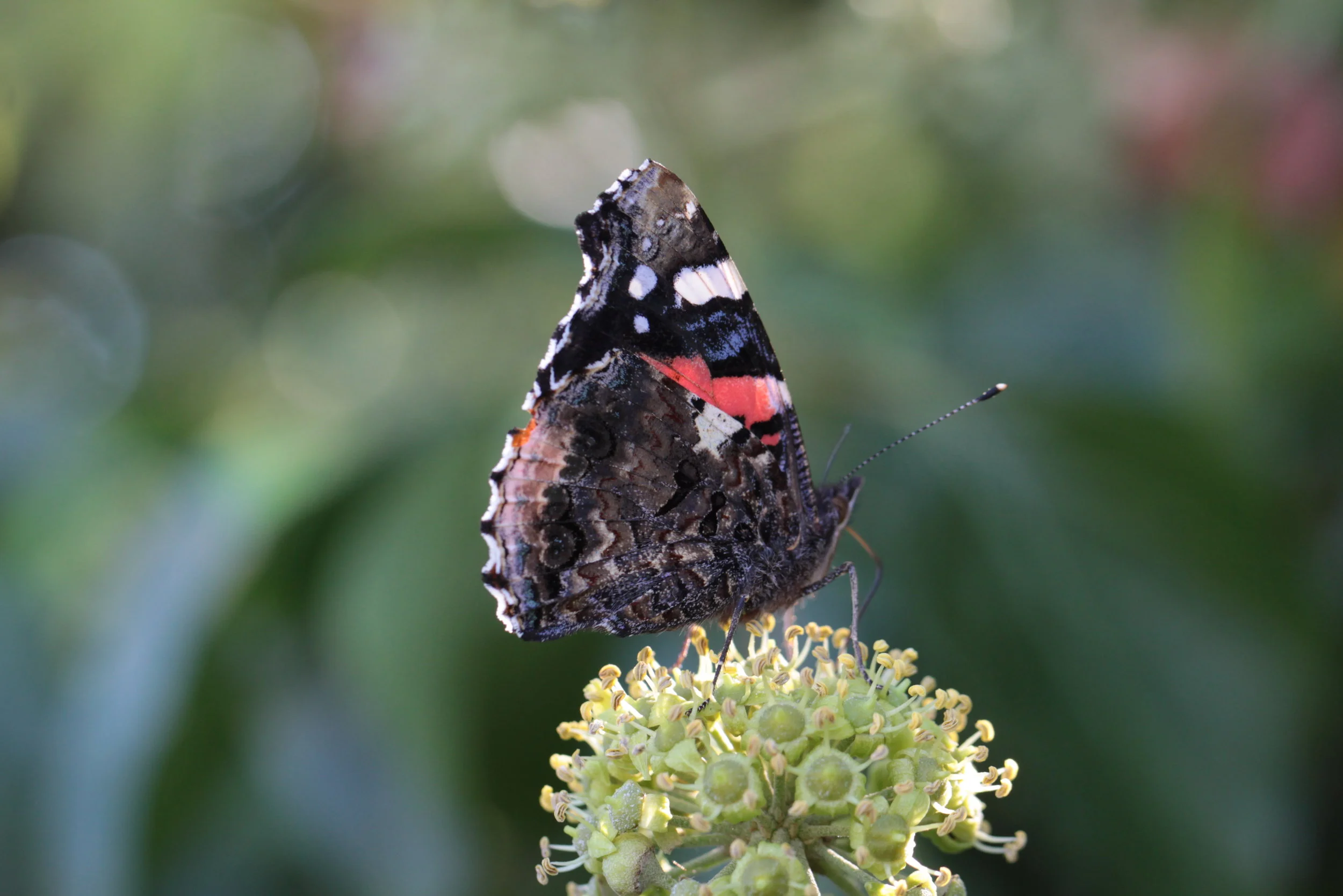Red Admiral (Muckersie)
