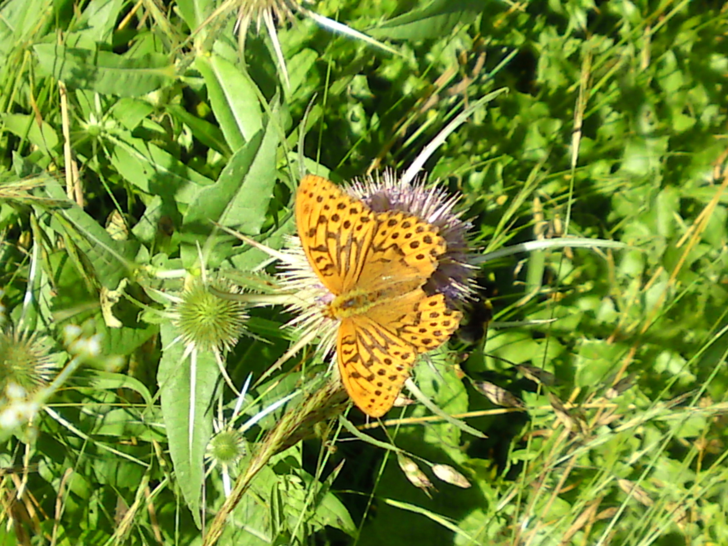 Silver Washed Fritillary (Annis Hill Wood)