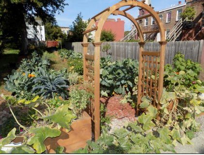 After photo of a flourishing vacant lot in Albany’s South End neighborhood.