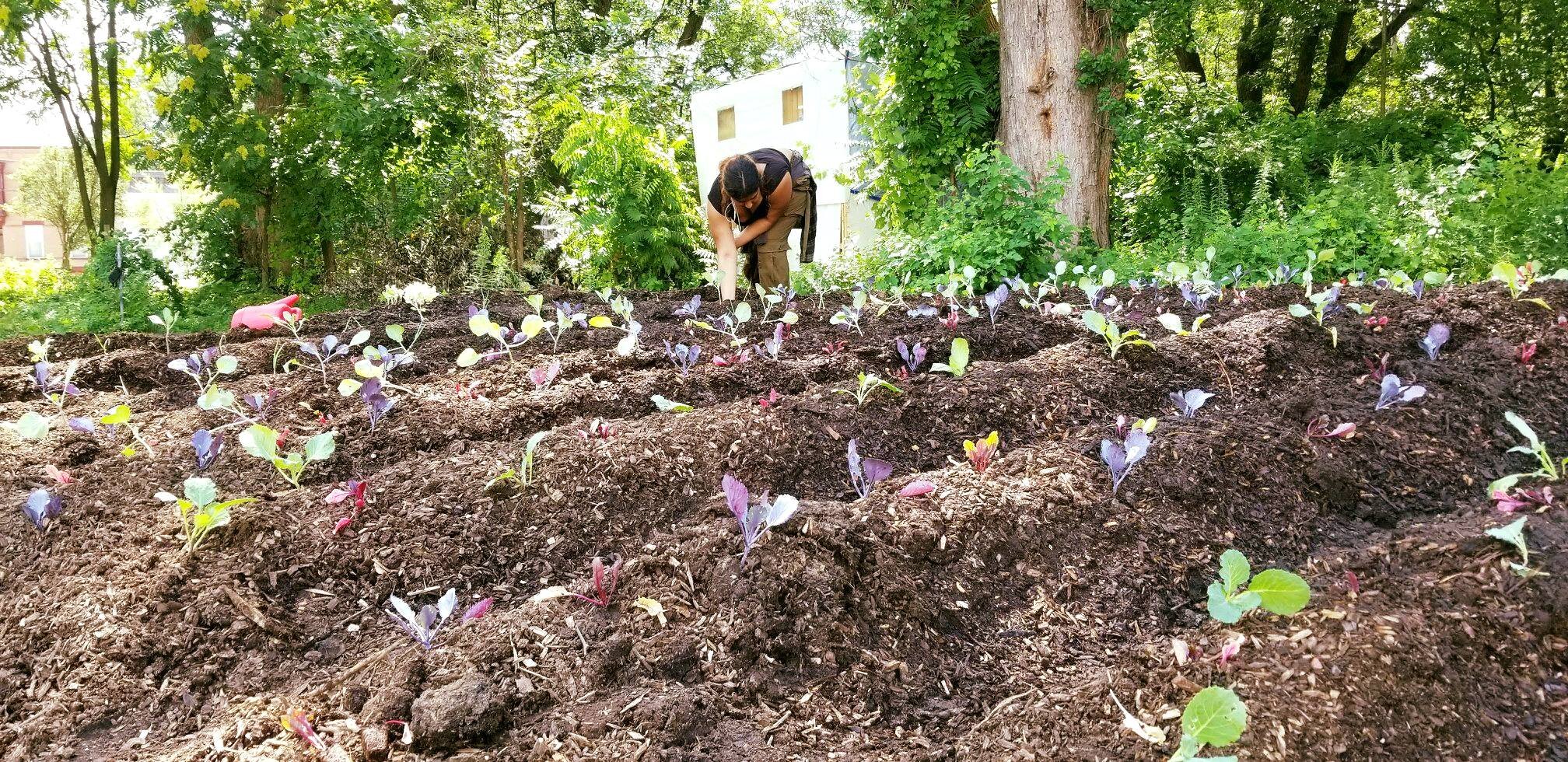 1. Albany Victory Gardens