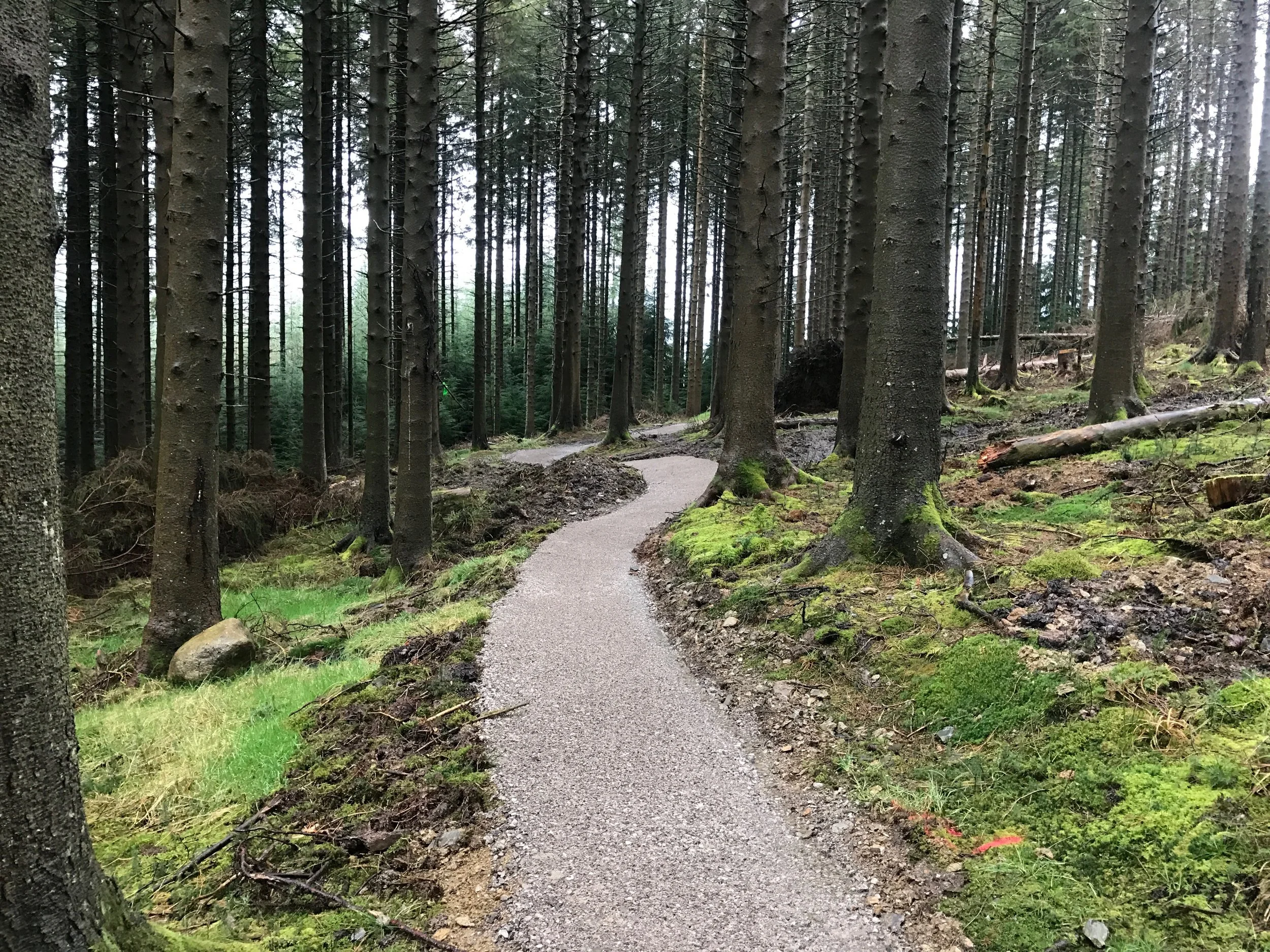 Whinlatter Quercus Trail