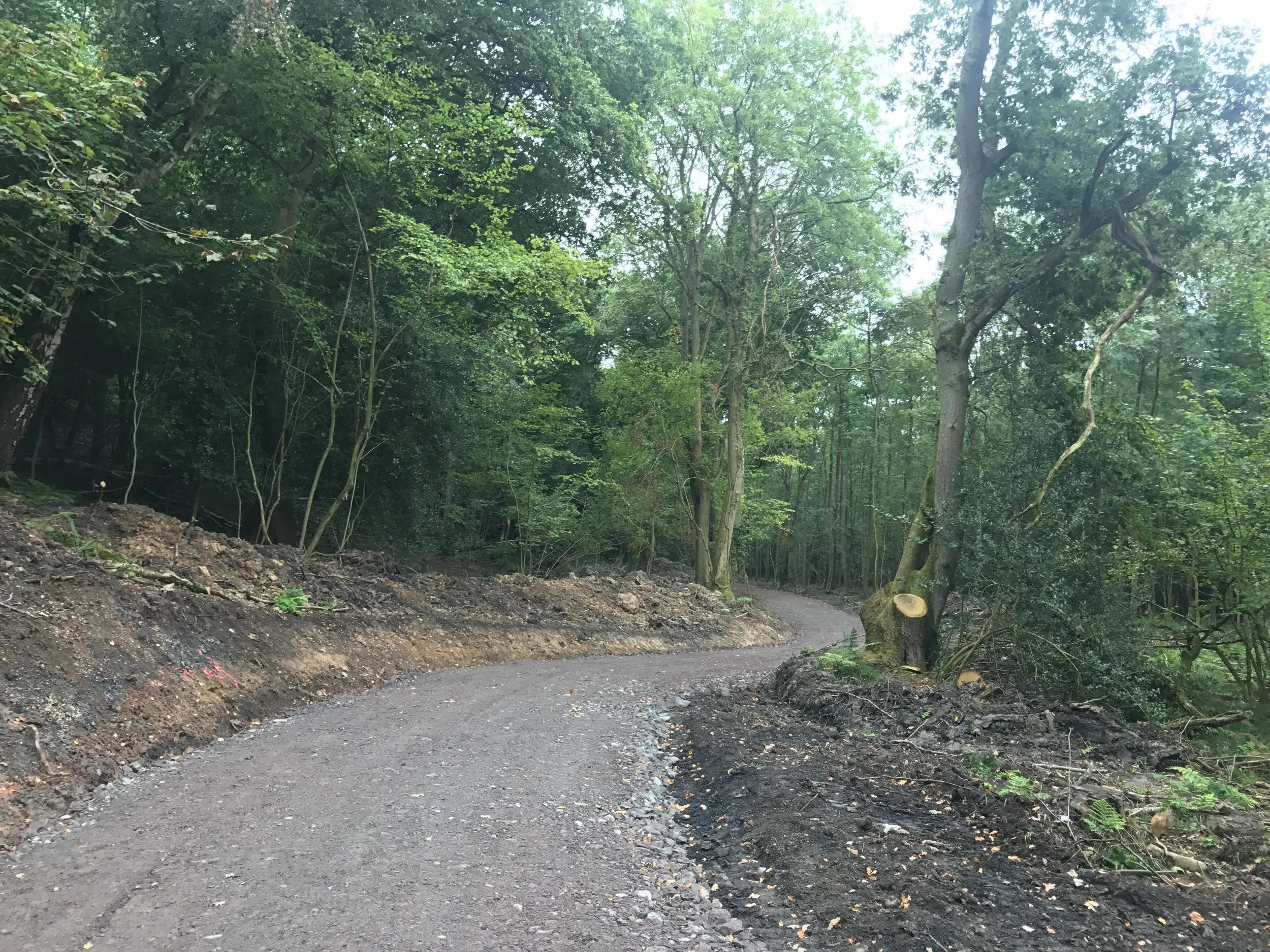 Short Wood Forest Road