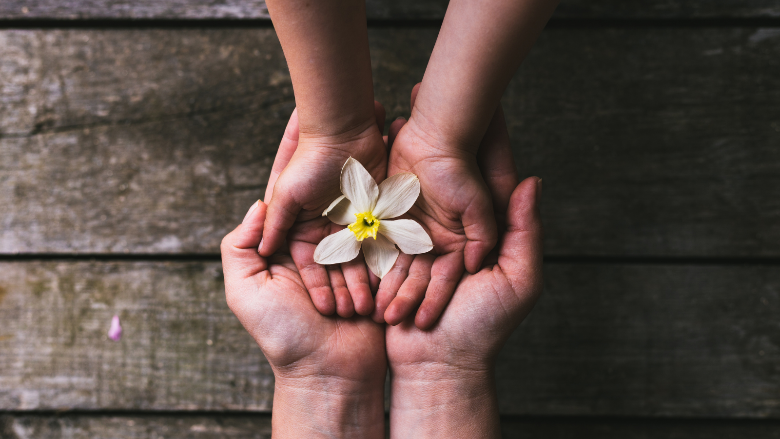 Adult and Child hands with flower.png