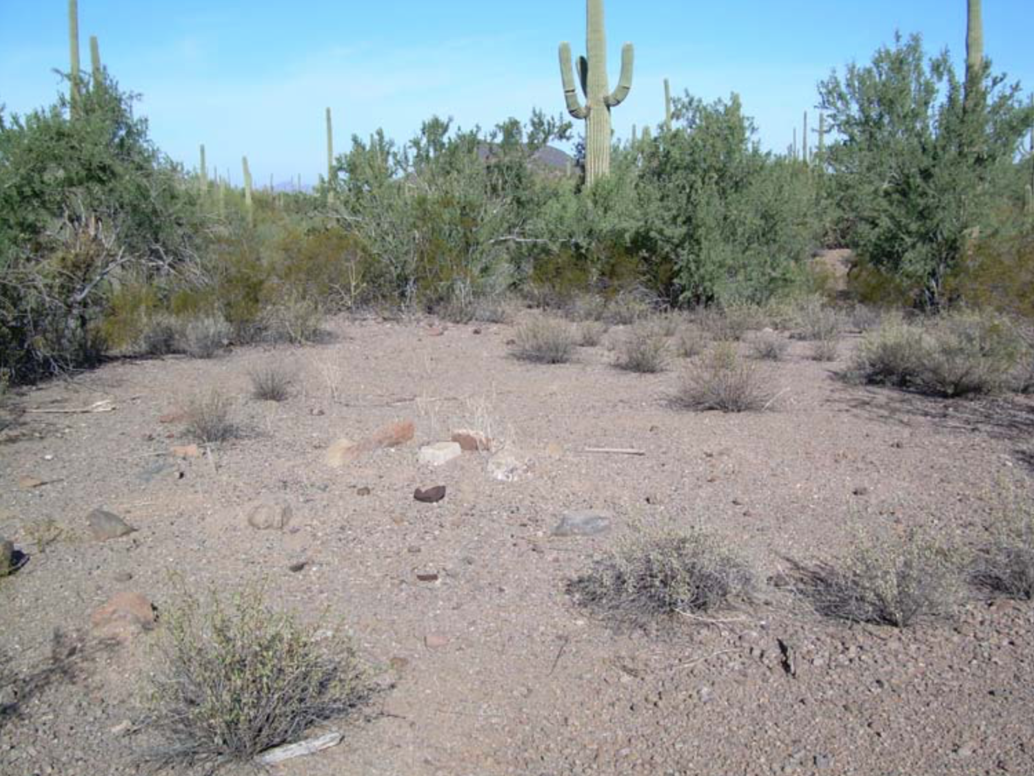 Photograph of scattered fire ring found at newly recorded site.