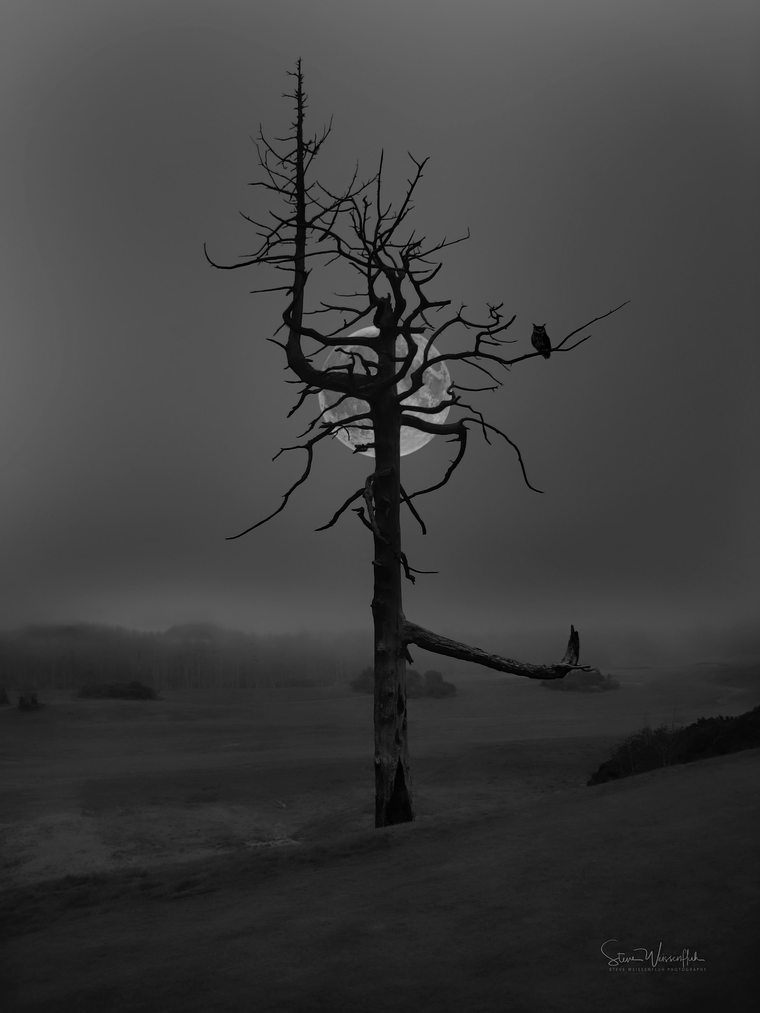 The Bandon Ghost Tree.jpg