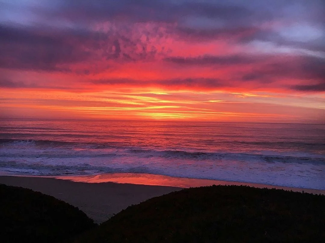 Mendocino trees.jpeg