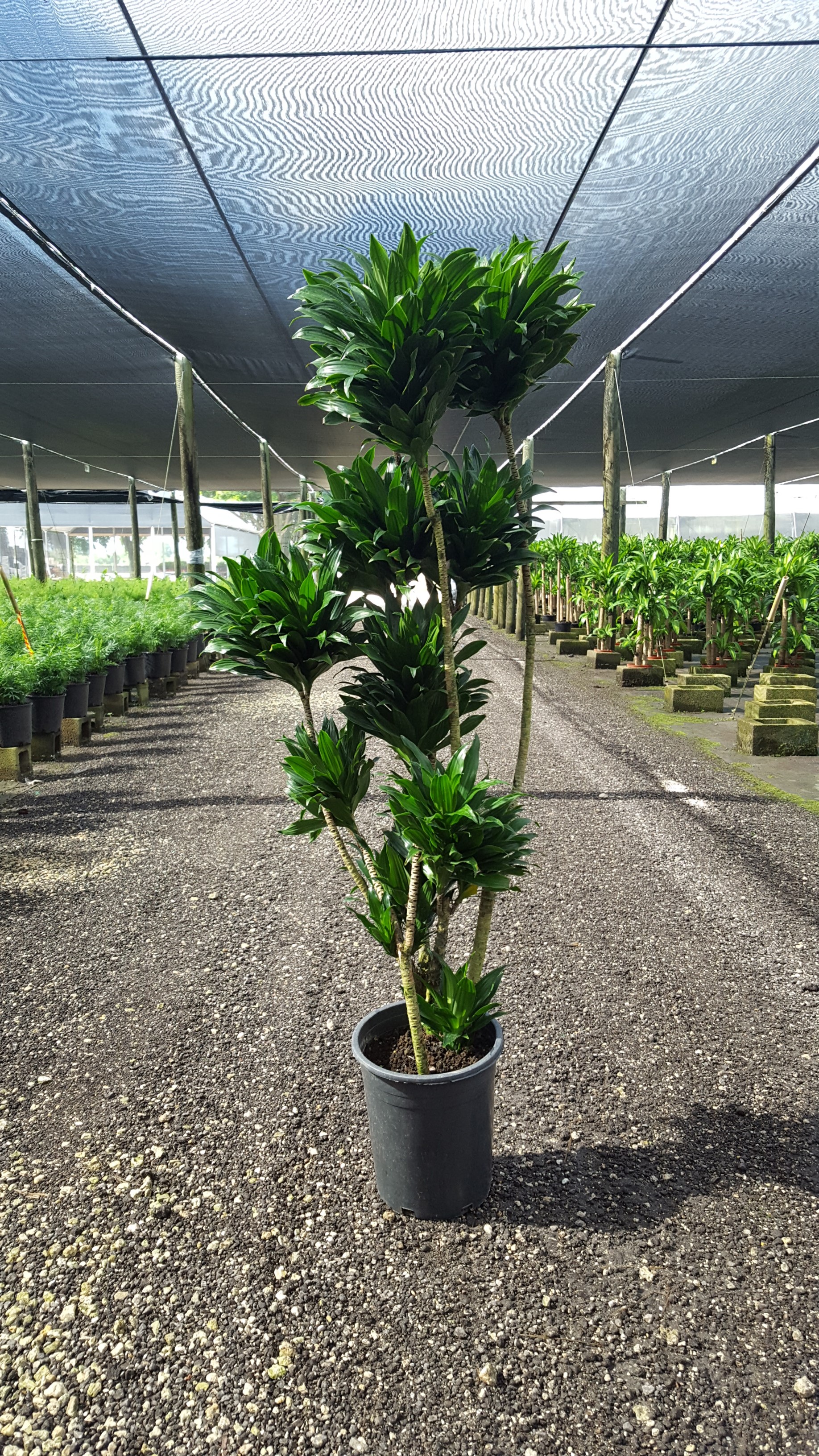 Dracaena 'Janet Craig Compacta' (Character)