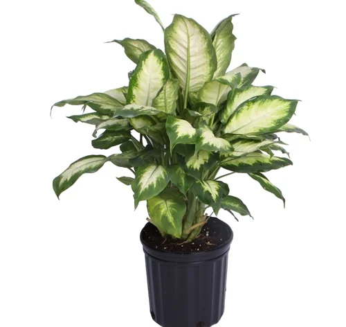 Dieffenbachia 'Camille'