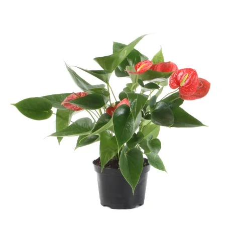 Anthurium