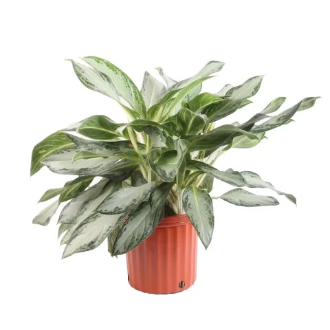 Aglaonema 'Golden Bay'