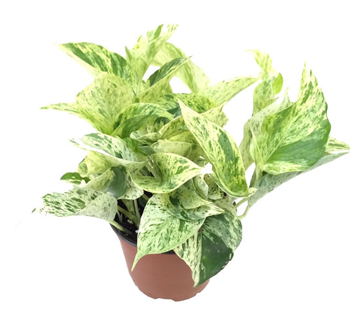 Pothos 'Marble Queen'