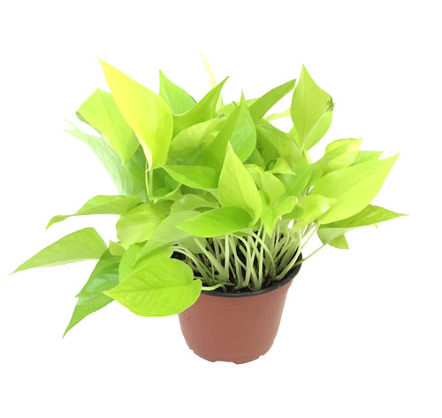Pothos 'Neon'
