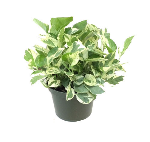 Pothos 'N'Joy'