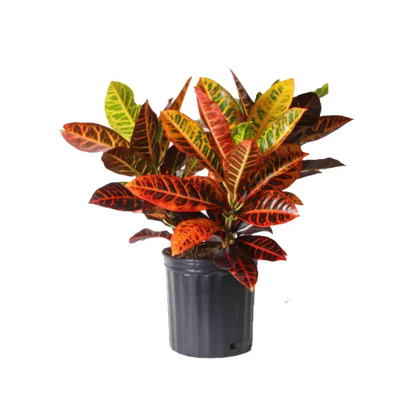 Codiaeum 'Petra' (Croton)