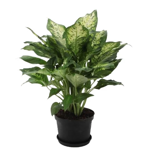 Dieffenbachia 'Perfection Compacta'