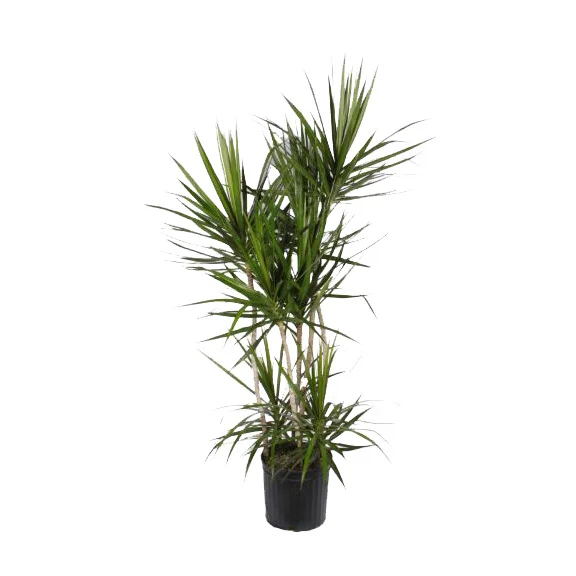 Dracaena Marginata (Staggered)