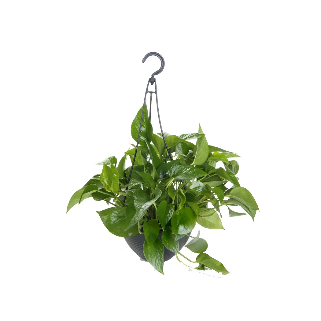 Epipremnum Aureum (Jade Potho)