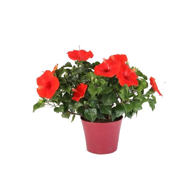 Hibiscus Bush