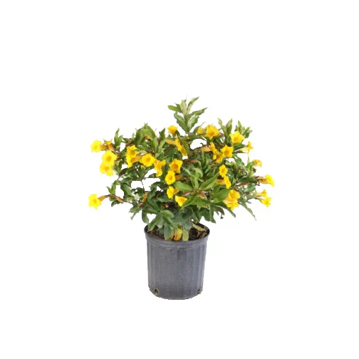 Allamanda Bush