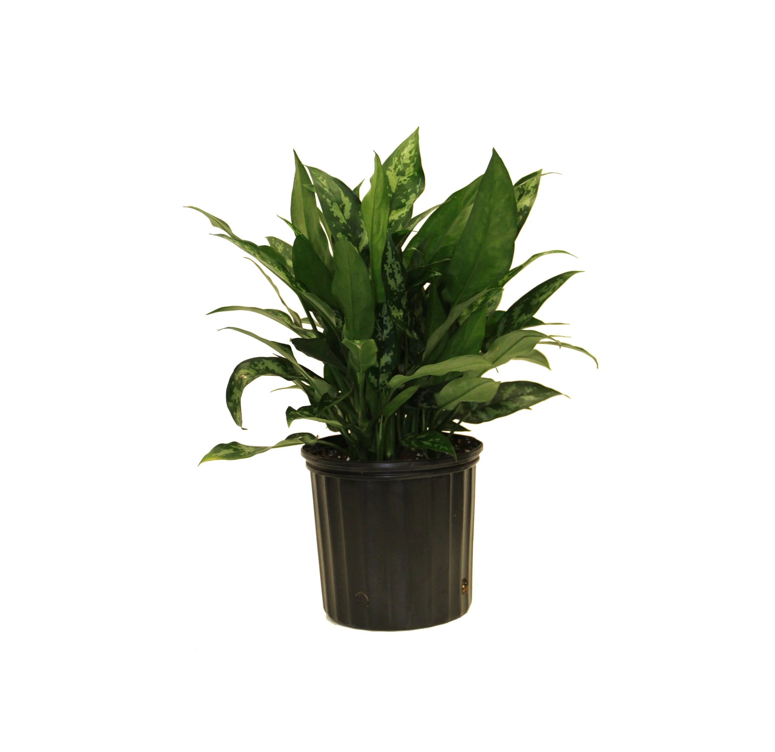 Aglaonema 'Emerald Beauty' ('Maria')