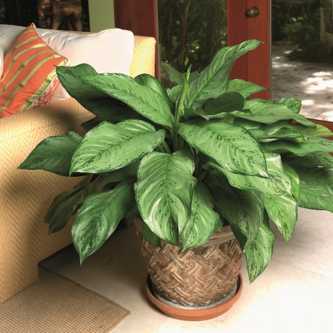 aglaonema.jpg