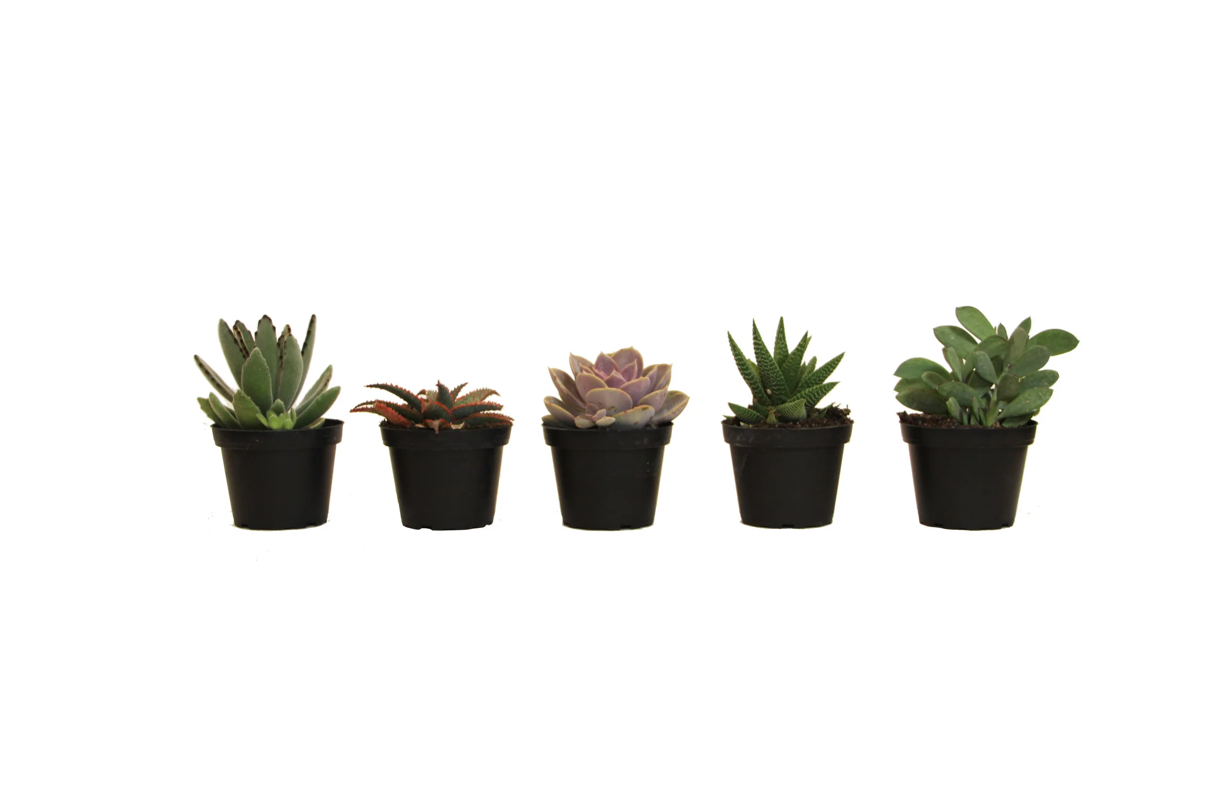Succulent Assortment