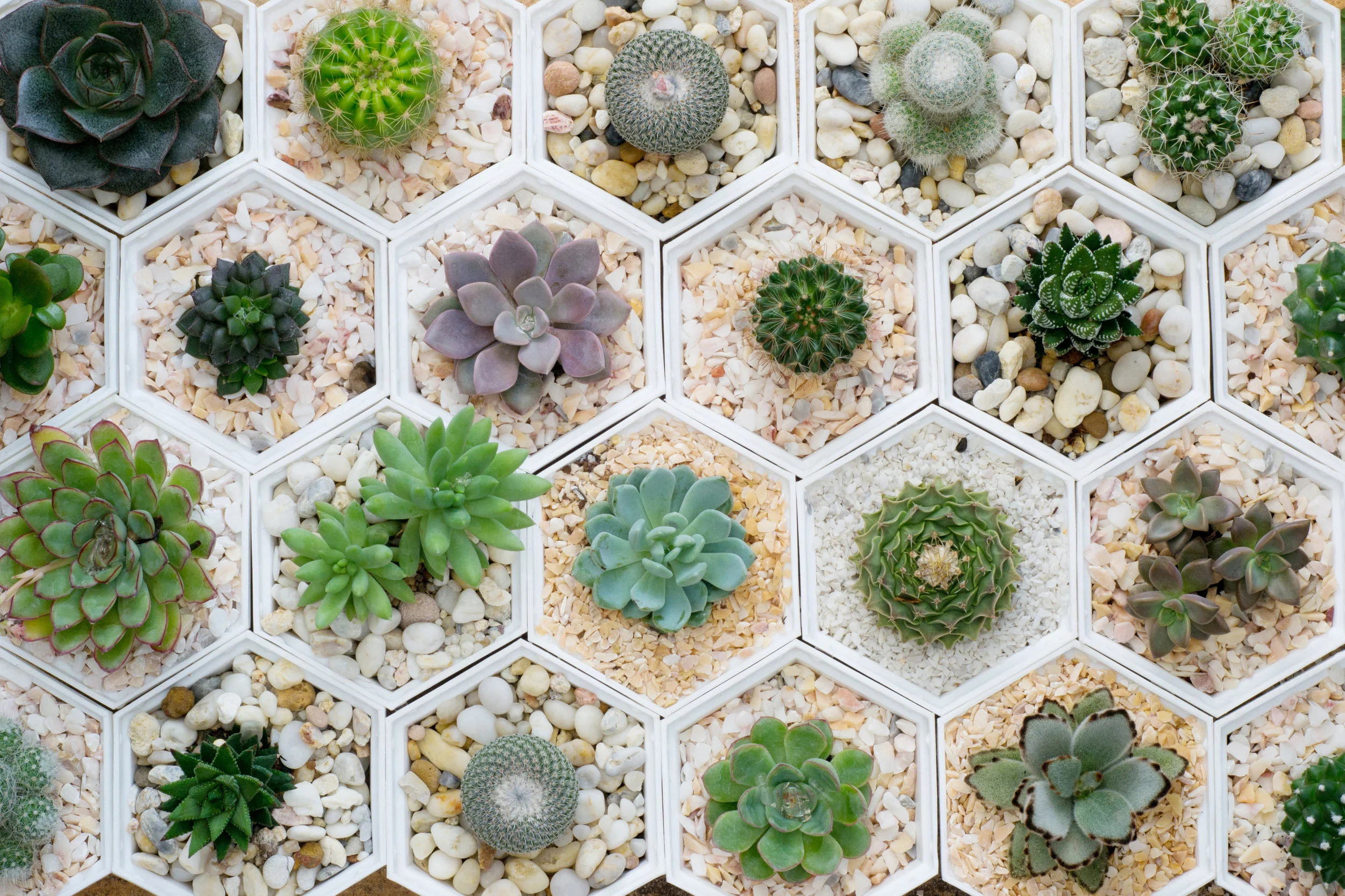 succulent (2).jpg