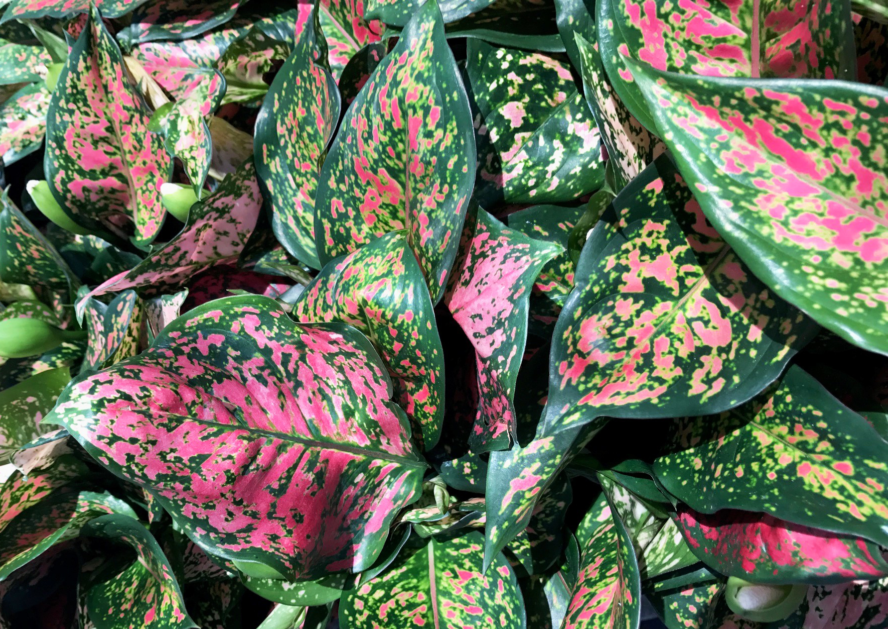 Aglaonema anyamanee 6in.jpg