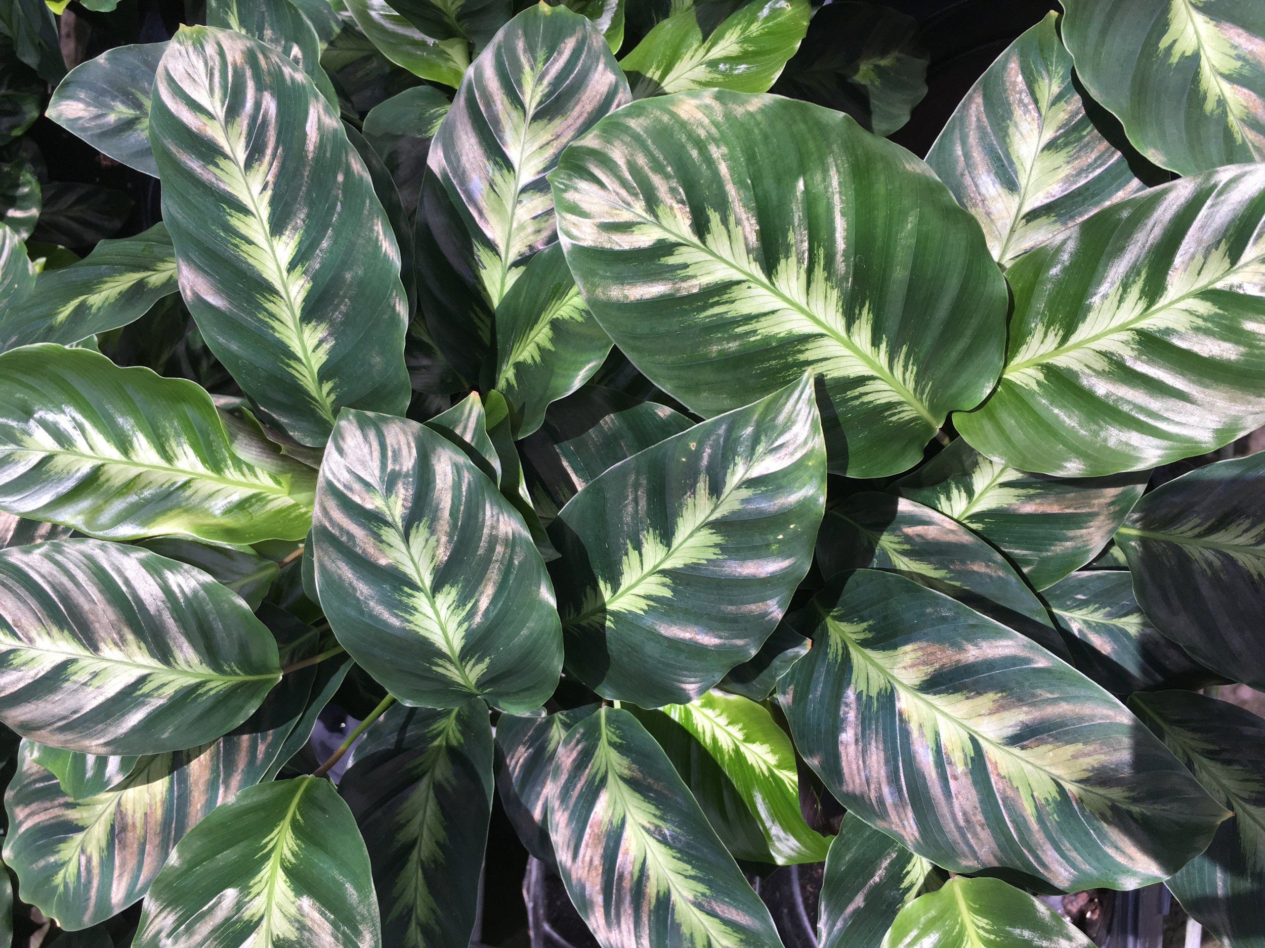 Calathea Misto 6in.jpg