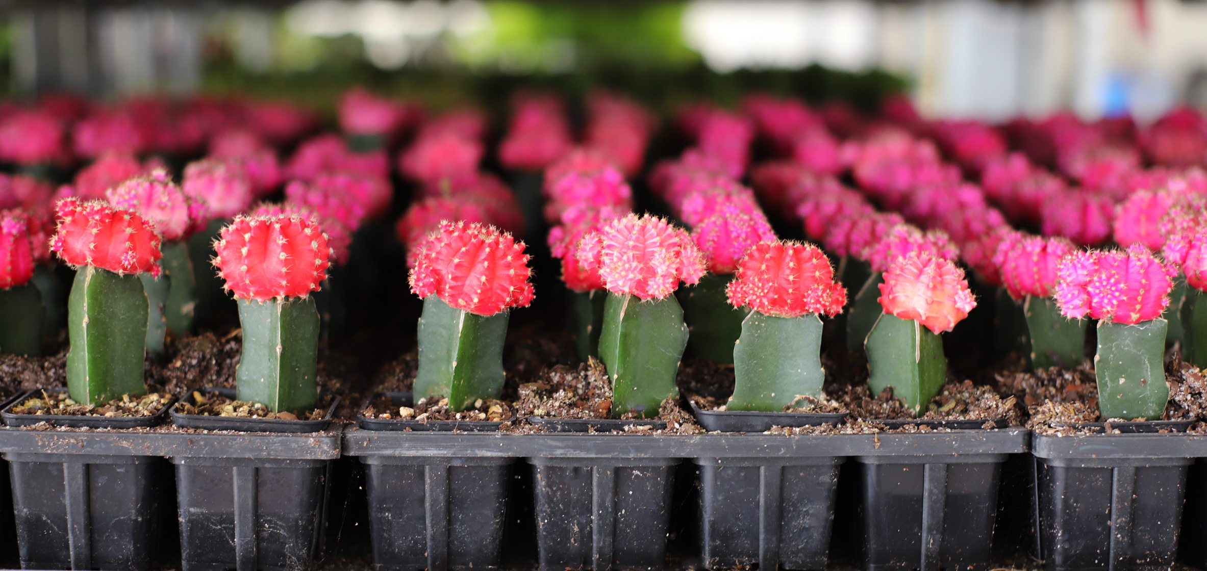 grafted cacti 2in.JPG