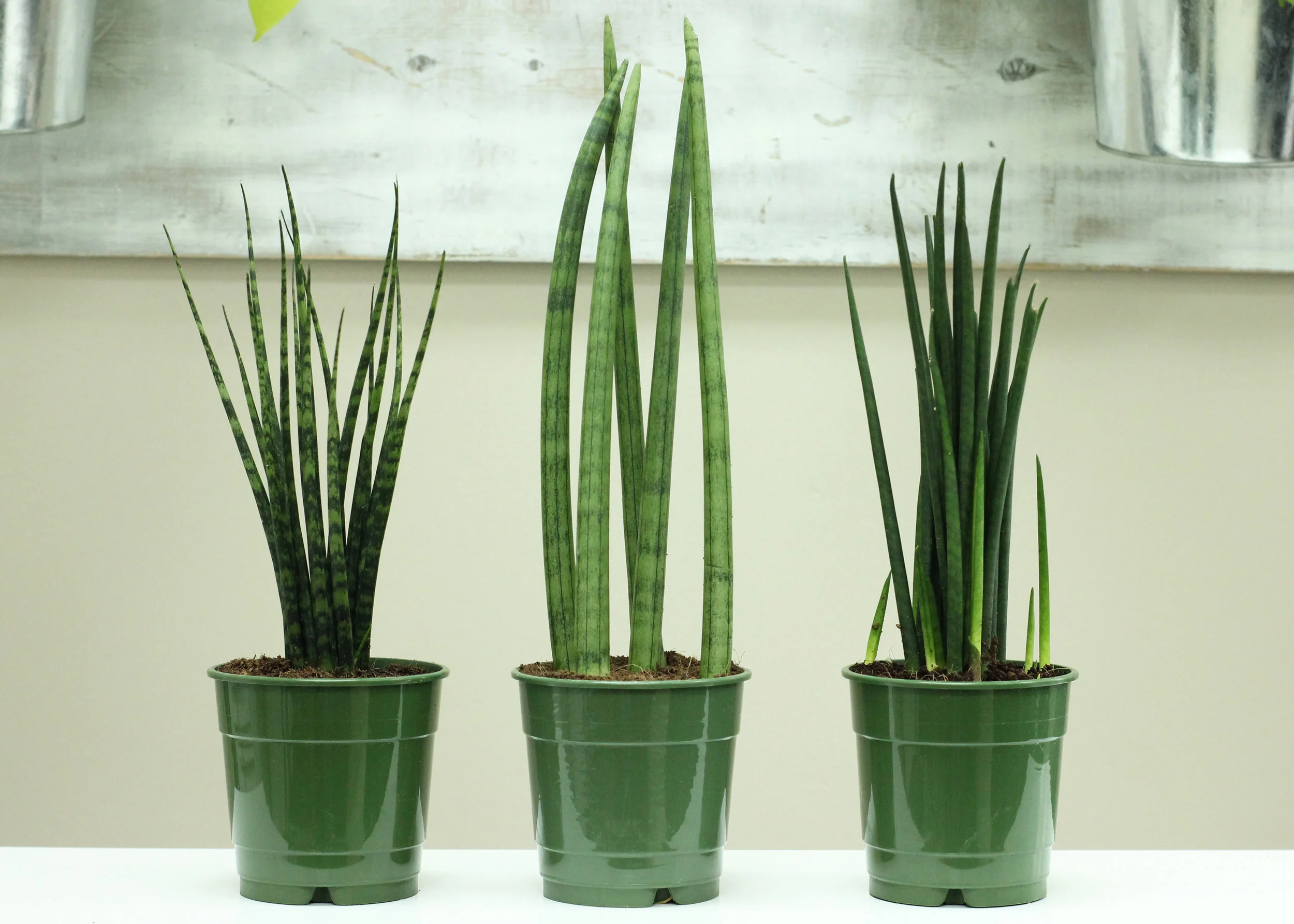 sanseveria 5in.jpg