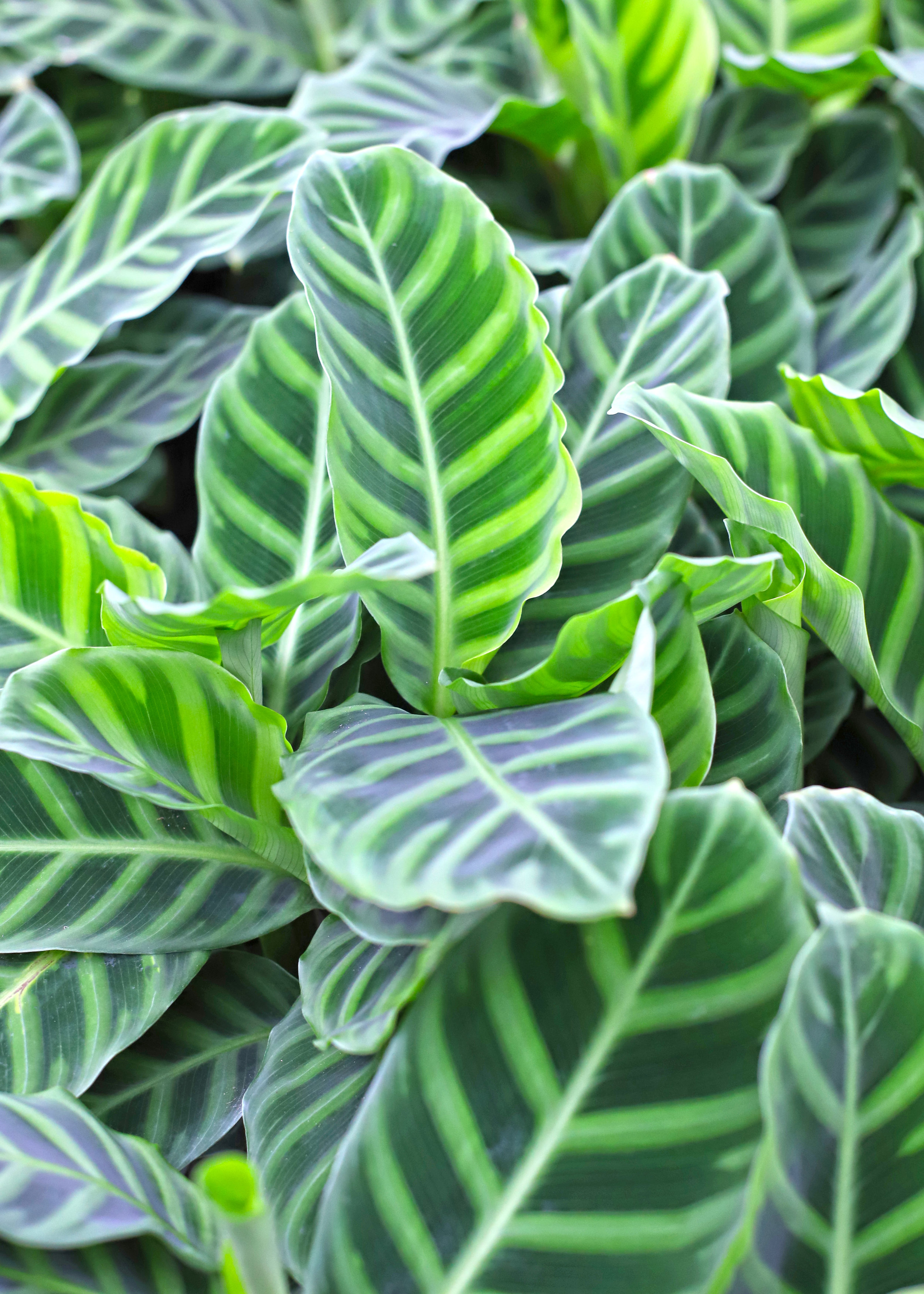 zebrina leaf.jpg