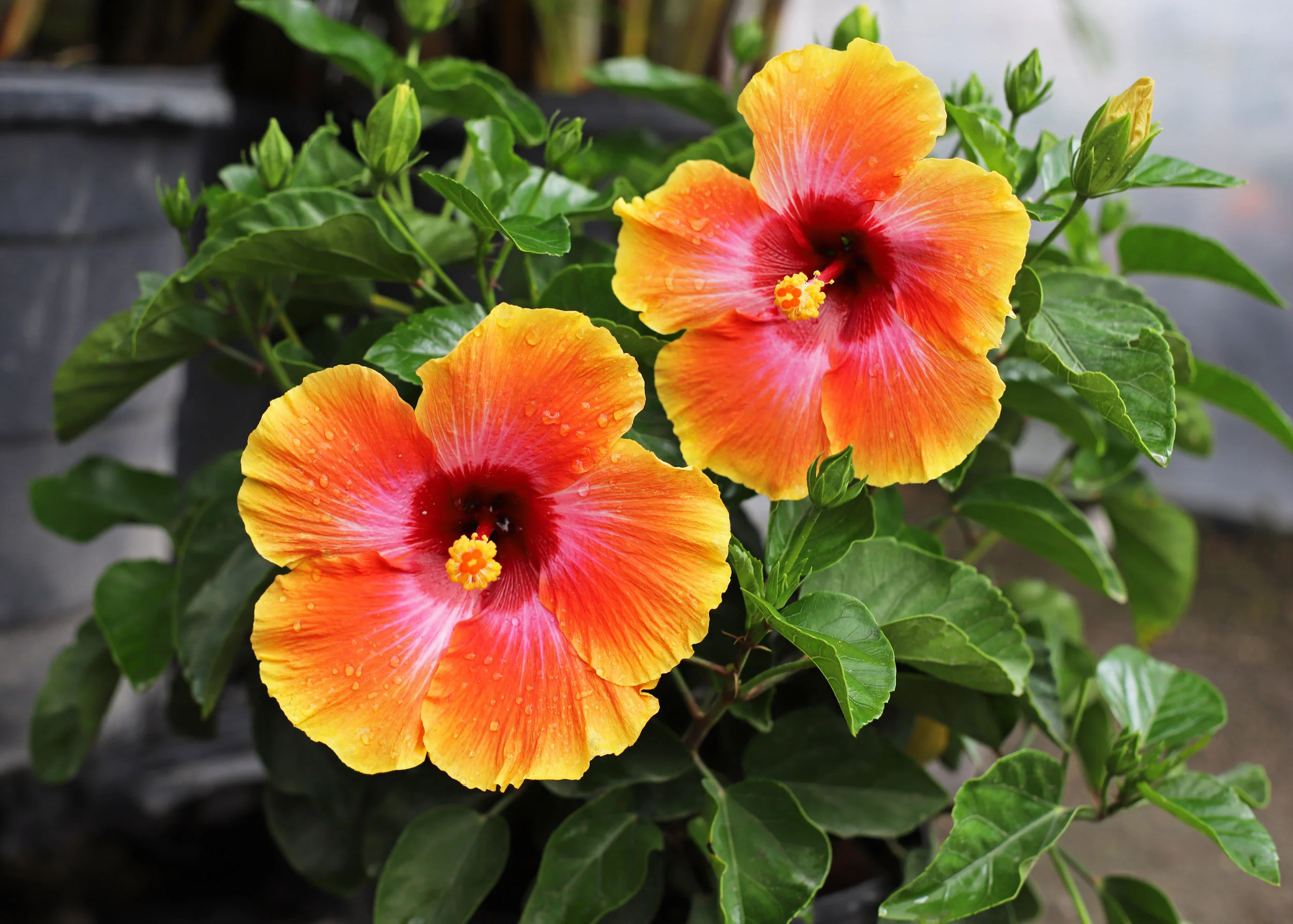 hibiscus.jpg
