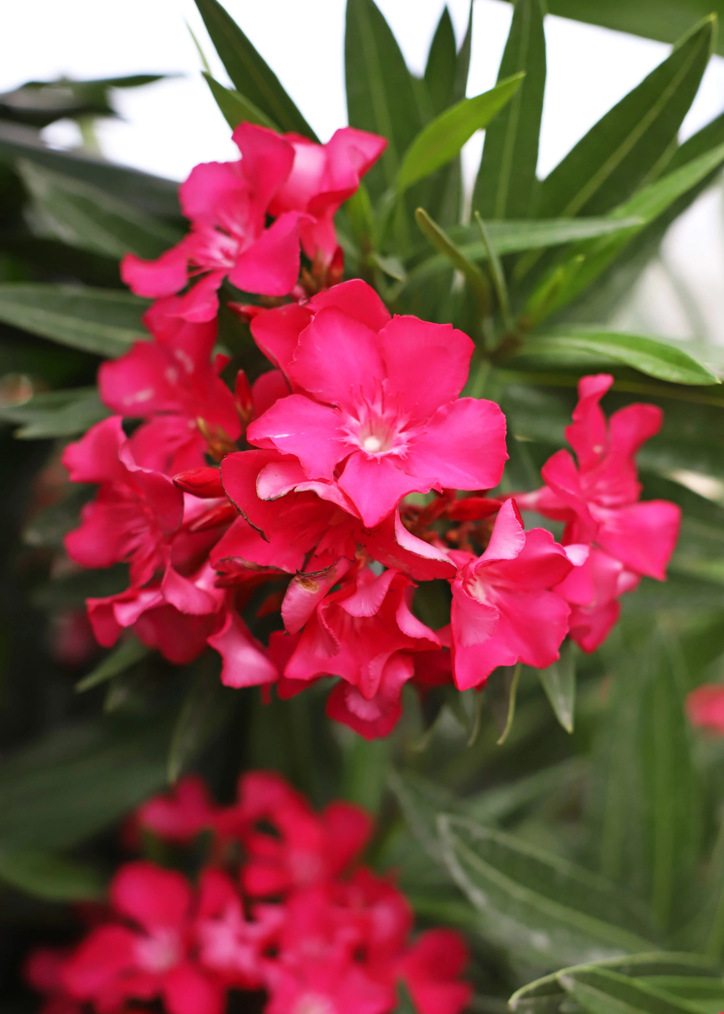 oleander blooms.jpg