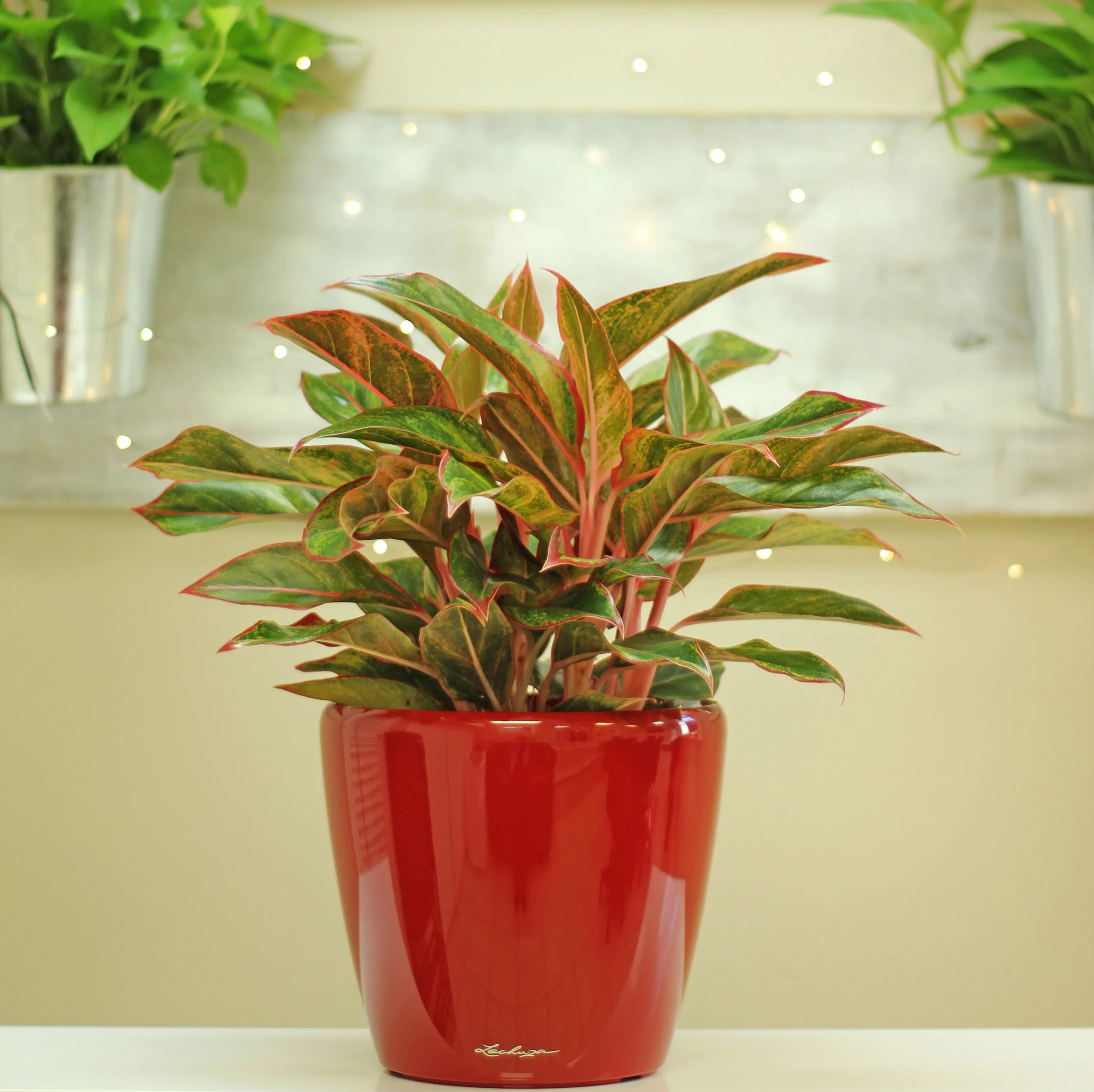 Ag. Siam 6in in Classico RED 2.jpg