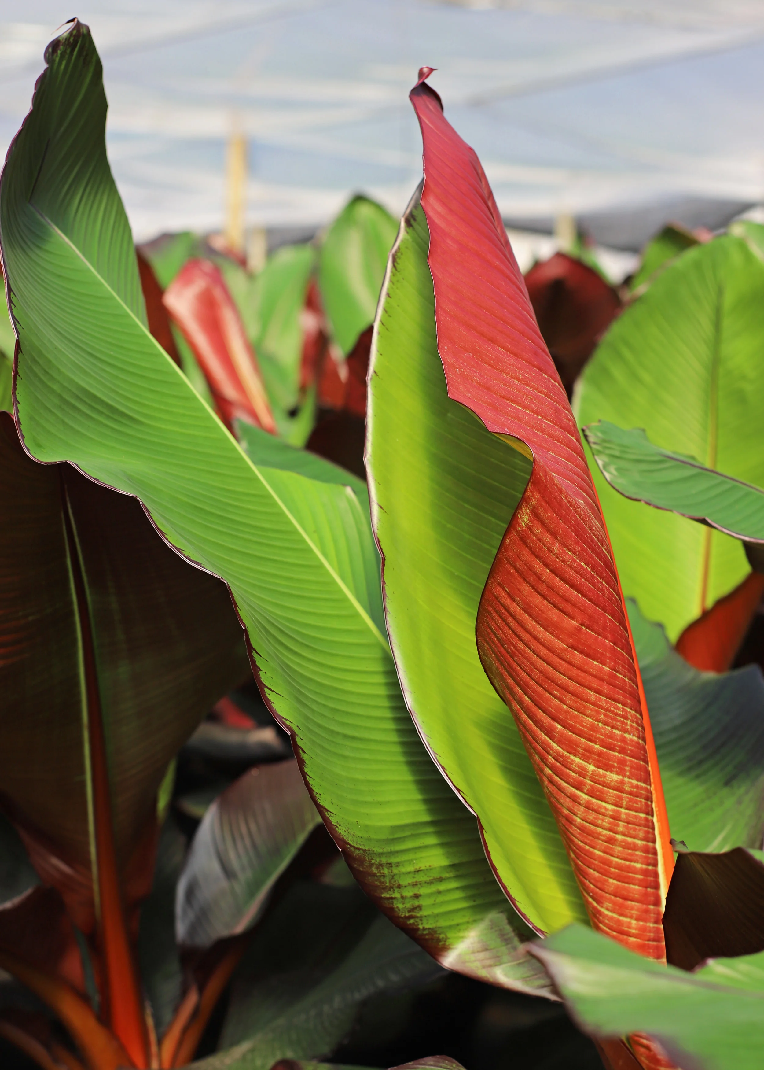 Red Banana 14in LEAF.jpg