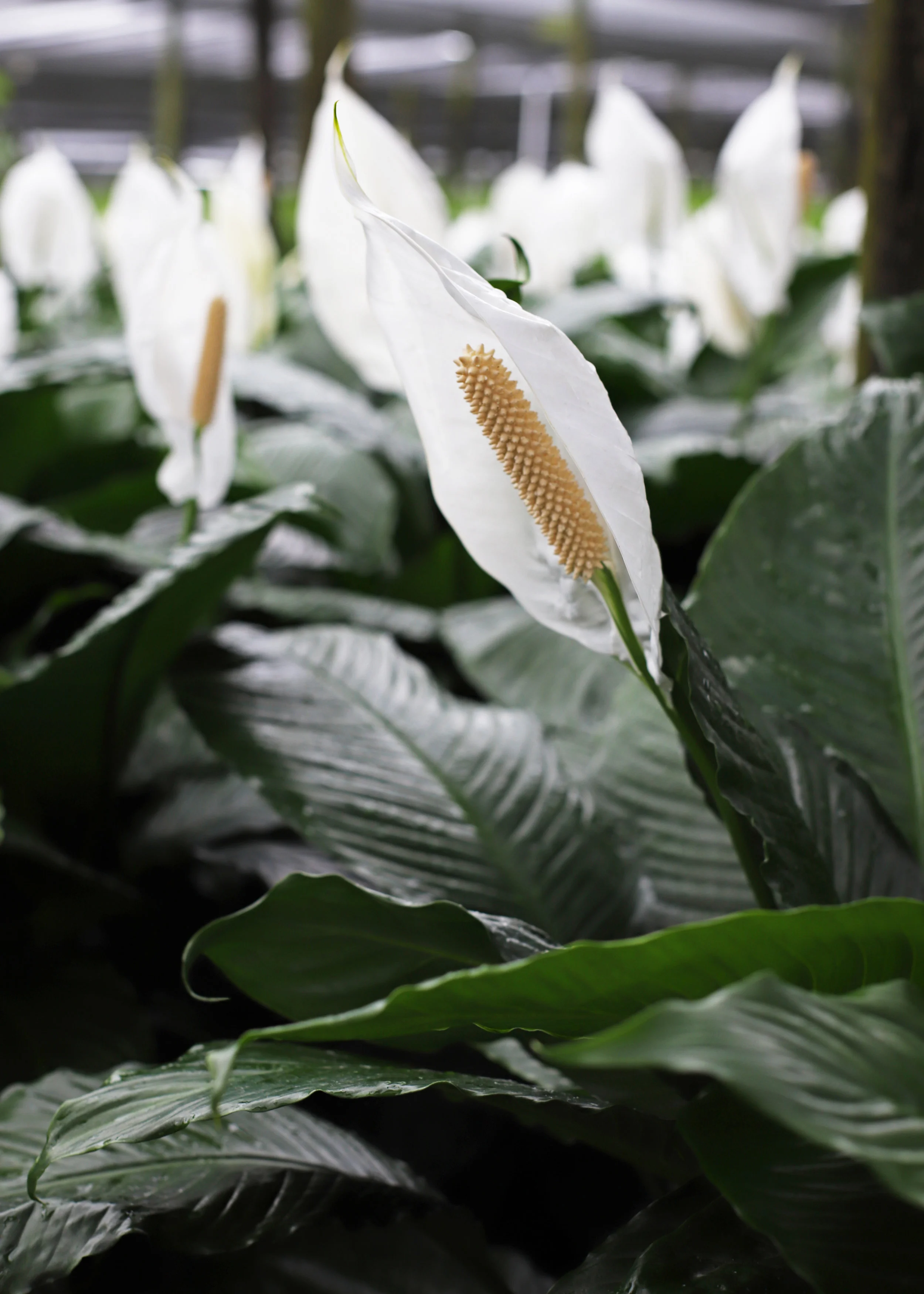 spath bloom.jpg