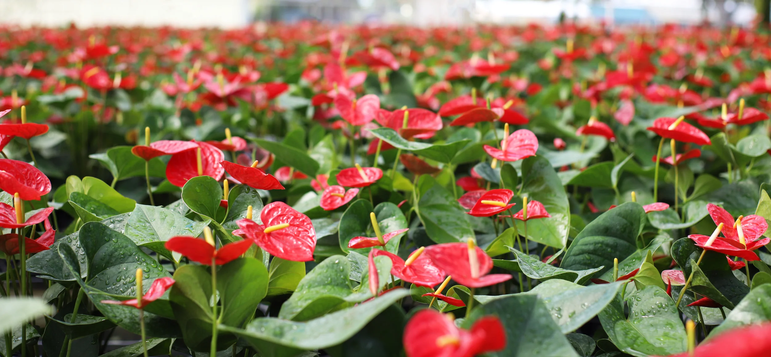 anthurium.jpg
