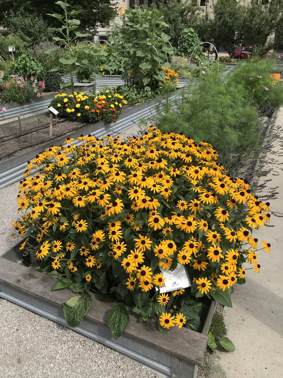 ...plus flowers and herbs...